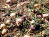 Imperial Gold Maca Fresly Picked For Daily Harvest