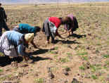 Imperial Gold Maca being harvested